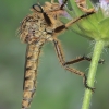 Plėšriamusė - Machimus rusticus | Fotografijos autorius : Gintautas Steiblys | © Macronature.eu | Macro photography web site