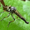 Robber fly - Asilidae sp. | Fotografijos autorius : Kazimieras Martinaitis | © Macronature.eu | Macro photography web site