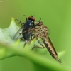 Robber fly - Asilidae sp. | Fotografijos autorius : Vidas Brazauskas | © Macronature.eu | Macro photography web site