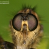 Robber fly - Asilidae | Fotografijos autorius : Lukas Jonaitis | © Macronature.eu | Macro photography web site