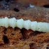 Robber fly - Laphria sp. (larva) | Fotografijos autorius : Romas Ferenca | © Macronature.eu | Macro photography web site