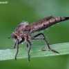 Robber fly - Machimus rusticus ♀ | Fotografijos autorius : Žilvinas Pūtys | © Macronature.eu | Macro photography web site