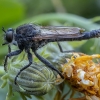 Robber fly - Machimus rusticus ♂ | Fotografijos autorius : Žilvinas Pūtys | © Macronature.eu | Macro photography web site