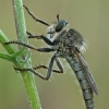 Robber fly - Machimus rusticus | Fotografijos autorius : Gintautas Steiblys | © Macronature.eu | Macro photography web site