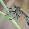 Robber fly - Machimus rusticus | Fotografijos autorius : Darius Baužys | © Macronature.eu | Macro photography web site