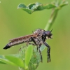 Robber fly - Machimus rusticus | Fotografijos autorius : Agnė Našlėnienė | © Macronature.eu | Macro photography web site
