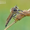 Robber fly - Machimus rusticus | Fotografijos autorius : Darius Baužys | © Macronature.eu | Macro photography web site