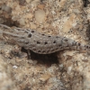 Rock Bristletail - Machilinus cf. rupestris | Fotografijos autorius : Gintautas Steiblys | © Macronature.eu | Macro photography web site