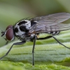 Root-maggot Fly - Anthomyia procellaris ♂ | Fotografijos autorius : Žilvinas Pūtys | © Macronature.eu | Macro photography web site