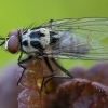 Root-maggot Fly - Anthomyia procellaris ♂ | Fotografijos autorius : Žilvinas Pūtys | © Macronature.eu | Macro photography web site