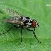 Root-maggot Fly - Anthomyia procellaris  | Fotografijos autorius : Gintautas Steiblys | © Macronature.eu | Macro photography web site