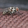 Root-maggot Fly - Anthomyia sp. | Fotografijos autorius : Gintautas Steiblys | © Macronature.eu | Macro photography web site