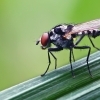 Root-maggot Fly - Anthomyia sp. | Fotografijos autorius : Gintautas Steiblys | © Macronature.eu | Macro photography web site