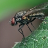 Root-maggot Fly - Anthomyiidae | Fotografijos autorius : Gintautas Steiblys | © Macronature.eu | Macro photography web site