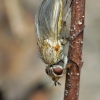 Žiedenė - Anthomyiidae | Fotografijos autorius : Gintautas Steiblys | © Macronature.eu | Macro photography web site