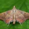 Rosy tabby - Endotricha flammealis | Fotografijos autorius : Žilvinas Pūtys | © Macronature.eu | Macro photography web site