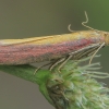 Liucerninis siaurasparnis ugniukas - Oncocera semirubella | Fotografijos autorius : Gintautas Steiblys | © Macronature.eu | Macro photography web site