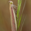 Rosy-striped knot-horn - Oncocera semirubella | Fotografijos autorius : Žilvinas Pūtys | © Macronature.eu | Macro photography web site