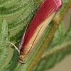 Rosy-striped knot-horn - Oncocera semirubella | Fotografijos autorius : Gintautas Steiblys | © Macronature.eu | Macro photography web site