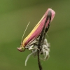 Rosy-striped knot-horn - Oncocera semirubella | Fotografijos autorius : Vidas Brazauskas | © Macronature.eu | Macro photography web site