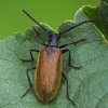 Rough-haired Lagria Beetle - Lagria hirta ♂ | Fotografijos autorius : Kazimieras Martinaitis | © Macronature.eu | Macro photography web site