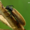 Rough-haired Lagria Beetle - Lagria hirta  | Fotografijos autorius : Gintautas Steiblys | © Macronature.eu | Macro photography web site