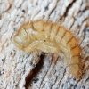 Rough-haired Lagria Beetle - Lagria hirta, pupa | Fotografijos autorius : Gintautas Steiblys | © Macronature.eu | Macro photography web site