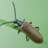 Rough-haired Lagria Beetle - Lagria hirta | Fotografijos autorius : Vidas Brazauskas | © Macronature.eu | Macro photography web site