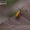 Rough-haired Lagria Beetle - Lagria hirta | Fotografijos autorius : Vilius Grigaliūnas | © Macronature.eu | Macro photography web site