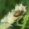 Rough-haired Lagria Beetle - Lagria hirta | Fotografijos autorius : Vidas Brazauskas | © Macronature.eu | Macro photography web site