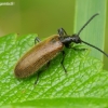 Rough-haired Lagria Beetle - Lagria hirta | Fotografijos autorius : Romas Ferenca | © Macronature.eu | Macro photography web site