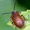 Rough-haired Lagria Beetle - Lagria hirta | Fotografijos autorius : Kazimieras Martinaitis | © Macronature.eu | Macro photography web site