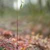 Round-leaved sundew - Drosera rotundifolia | Fotografijos autorius : Eglė Vičiuvienė | © Macronature.eu | Macro photography web site