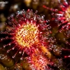 Round-leaved sundew - Drosera rotundifolia | Fotografijos autorius : Oskaras Venckus | © Macronature.eu | Macro photography web site