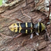 Round-necked Longhorn Beetle - Plagionotus detritus ♂ | Fotografijos autorius : Žilvinas Pūtys | © Macronature.eu | Macro photography web site