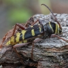Round-necked longhorn beetle - Plagionotus detritus ♀ | Fotografijos autorius : Žilvinas Pūtys | © Macronature.eu | Macro photography web site