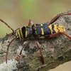 Round-necked longhorn beetle - Plagionotus detritus | Fotografijos autorius : Gintautas Steiblys | © Macronature.eu | Macro photography web site