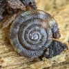Rounded snail - Discus rotundatus | Fotografijos autorius : Kazimieras Martinaitis | © Macronature.eu | Macro photography web site
