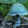 Roundhead - Stropharia sp. | Fotografijos autorius : Vidas Brazauskas | © Macronature.eu | Macro photography web site