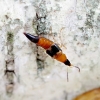 Rove beetle - Lordithon speciosus | Fotografijos autorius : Romas Ferenca | © Macronature.eu | Macro photography web site