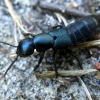Rove beetle - Ocypus ophthalmicus | Fotografijos autorius : Vitalii Alekseev | © Macronature.eu | Macro photography web site