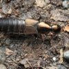 Rove beetle - Philonthus decorus | Fotografijos autorius : Gintautas Steiblys | © Macronature.eu | Macro photography web site