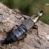 Rove beetle - Philonthus decorus | Fotografijos autorius : Gintautas Steiblys | © Macrogamta.lt | Šis tinklapis priklauso bendruomenei kuri domisi makro fotografija ir fotografuoja gyvąjį makro pasaulį.