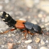 Rove beetle - Platydracus latebricola  | Fotografijos autorius : Gintautas Steiblys | © Macronature.eu | Macro photography web site