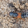Rove beetle - Platydracus latebricola | Fotografijos autorius : Zita Gasiūnaitė | © Macronature.eu | Macro photography web site