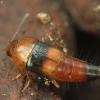 Rove beetle - Tachyporus obtusus | Fotografijos autorius : Vidas Brazauskas | © Macronature.eu | Macro photography web site