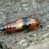 Rove beetle - Tachyporus obtusus | Fotografijos autorius : Gintautas Steiblys | © Macronature.eu | Macro photography web site