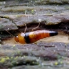 Rove beetle - Tachyporus obtusus | Fotografijos autorius : Romas Ferenca | © Macronature.eu | Macro photography web site