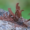 Rudasis šerpis - Stemonitis fusca | Fotografijos autorius : Gintautas Steiblys | © Macrogamta.lt | Šis tinklapis priklauso bendruomenei kuri domisi makro fotografija ir fotografuoja gyvąjį makro pasaulį.