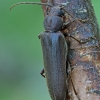 Rudasis gaisrasekis - Arhopalus rusticus | Fotografijos autorius : Gintautas Steiblys | © Macrogamta.lt | Šis tinklapis priklauso bendruomenei kuri domisi makro fotografija ir fotografuoja gyvąjį makro pasaulį.